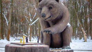 Рязанцы в соцсетях выберут имя медведю, который играет в шахматы в Лесопарке