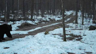 В Окском заповеднике в фотоловушку попал медведь после зимней спячки
