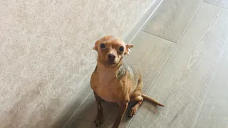 Эксперт рассказал, какую главную ошибку совершают хозяева маленьких собак