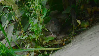 Грызуны захватили свалку в Дашково-Песочне