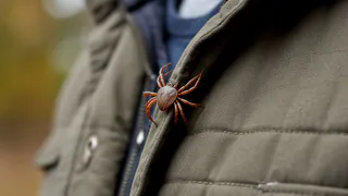 Клещи забьются в конвульсиях от этого запаха: достаточно всего пары капель простейшего средства