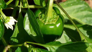 Через две недели после высадки в открытый грунт перцев: 0,5 л под куст и плодов не счесть