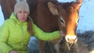 Брянская семья купила корову по социальному контракту