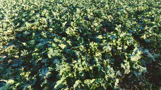 В ходе обследований, проведенных Россельхознадзором, во Владимирской области обнаружены новые очаги карантинных вредителей