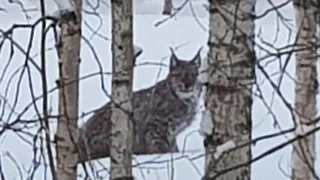 В Коми рысь вышла к людям