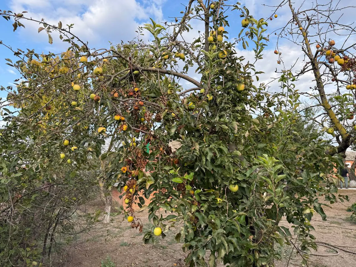 Ноябрьский ритуал для чистого сада: секретная смесь выгоняет вредителей вплоть до следующего года

