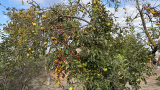 Ноябрьский ритуал для чистого сада: секретная смесь выгоняет вредителей вплоть до следующего года

