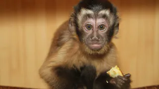 Человеческая глупость: как люди убивают животных в зоопарках едой