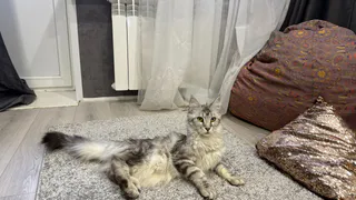 Месть или признание в любви: вот зачем кошка «гадит» в тапки хозяина — зоопсихолог сломал давний стереотип