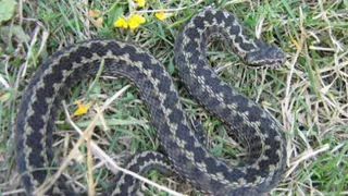 Брянские врачи спасли украинского мальчика, которого укусила гадюка