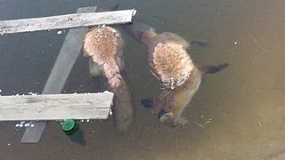 СМИ: неизвестные утопили лисиц в пруду