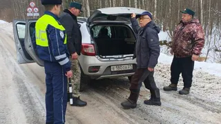 В Чувашии усиленная охрана хвойных лесов предотвратила незаконные вырубки
