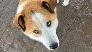 В Чувашии выявлен новый очаг бешенства