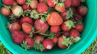 По 3 ведра клубники с куста: вот чем надо подкормить ягоды в начале лета для жирного и сладкого урожая