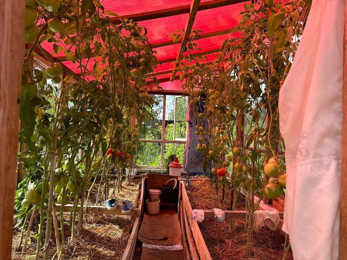 С 1 мая запрещается использование теплиц: приняли решение для всех россиян, у кого есть дача или участок - новые штрафы