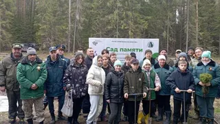 Во Владимирской области высадили более 30 тысяч деревьев