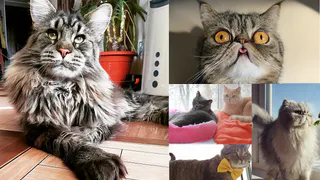 На конкурс "Мартовский кот" читатели Pro Города прислали 121 кота