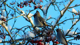 Чувашию накроет волна снегопадов и гололеда: прогноз на 10 и 11 января