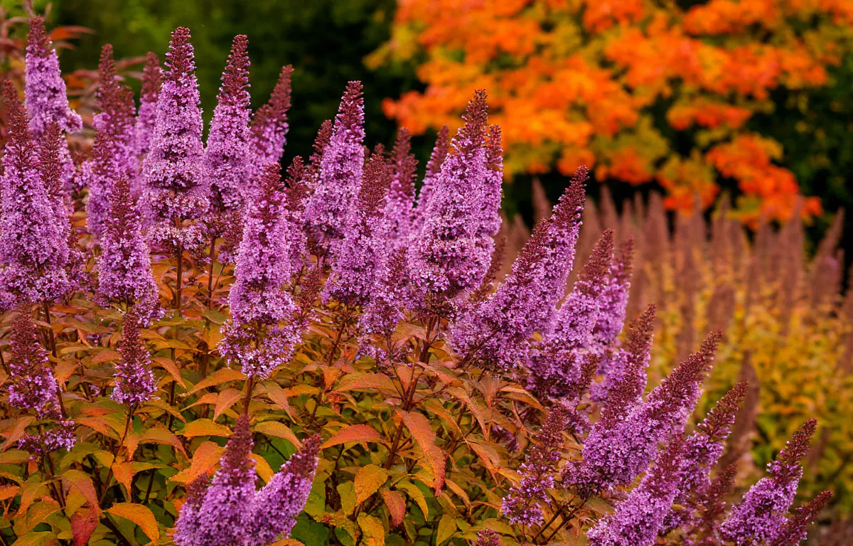 Этот потрясающий многолетник затмит все известные вам цветы: пышные лиловые облака цветут до конца октября