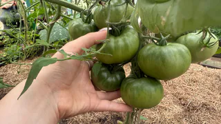 От вершинной гнили, от фитофторы и от различных гнилей - полейте этим отваром томаты и они вмиг оживут и заплодоносят