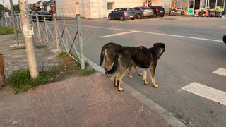Через суд жительница города Фокино добилась выплаты компенсации за укус безнадзорной собаки 