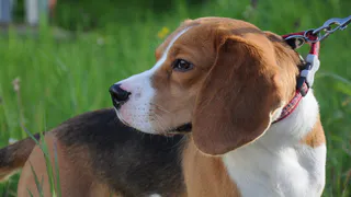 Клещи активны - с потеплением их находят на шерсти домашних собак