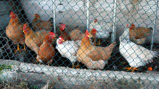 Курятники теперь под строгим запретом: приняли новое решение для всех россиян, которые держат кур