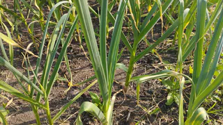 Как только чеснок пустил стрелки — обязательно: «заряжаем» лейку раствором — и головки распирают грядку