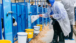 В новый животноводческий комплекс в Чувашии вложили 60 млн рублей