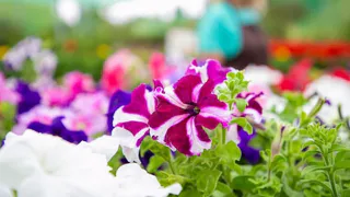 1 горсть в лунку при посадке петуний — цвести будут до конца октября: гениальный лайфхак для дачников