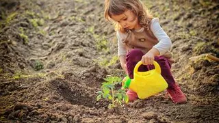 Стало известно, как правильно поливать огород в жару