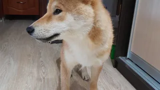 Пропавший в Коми сиба-ину Тай воссоединился с семьей