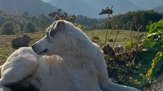 В Брянске утвердили новый порядок отлова и содержания безнадзорных животных