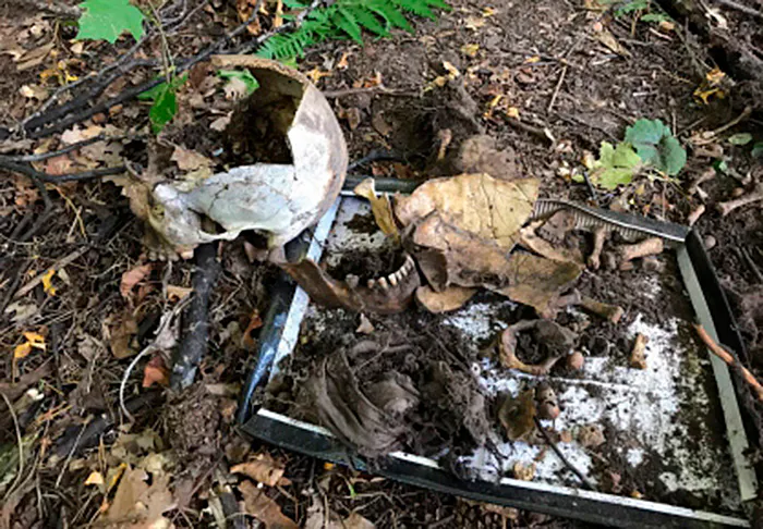 Личность человека, останки которого нашли возле спортивного комплекса «Батыр» в Нижнекамске, установлена