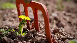 Сорняки завянут все разом: стакан на ведро и не узнаете свой огород