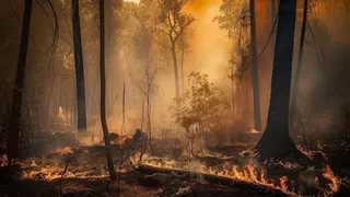 С начала 2025 года в лесах региона произошло 57 пожаров на площади более 32 гектаров