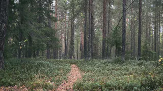 3 человека потерялись в лесах Коми, 1 был найден спасателями