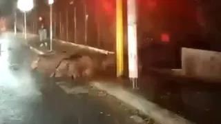 Рязанцы поделились красочным роликом: кабаны переходят дорогу на зеленый