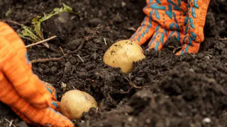 Россияне ошарашены: дачников предупредили о штрафах за картофель