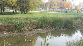 Благоустроенный сквер и свалка в пруду – жительница Рязани пожаловалась на мусор и грязь