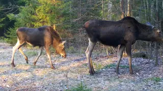 Лосиное семейство попало в объектив фотоловушки в заказнике Вязниковского района
