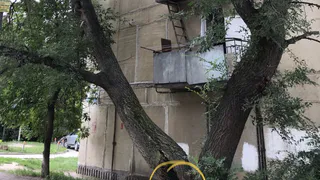 Ствол уже почти сгнил: на Трудовой в Рязани аварийное дерево висит на проводах
