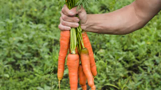 Раскидайте на грядке с морковью этот порошок - поразитесь, какой крупной и ровной она вырастет