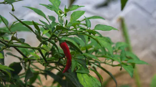 Всего 1 чайная ложка: рассада перца станет толстой уже через 3 дня