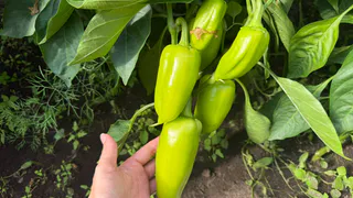 Ждите мощные и крепкие плоды: всё благодаря двум подкормкам для перцев — успейте внести до конца августа
