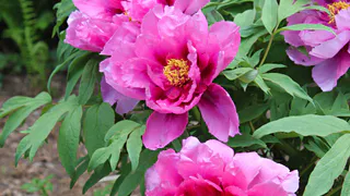 Многолетники редкой красоты: цветут без ухода и радуют глаз до самых первых морозов - смело посадите в новом сезоне