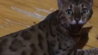 Стресс у питомцев: 5 тревожных сигналов и что делать, чтобы помочь