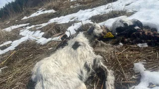 Выброшенные трупы крупного рогатого скота нашли в Киржачском районе