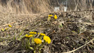«Вырубили деревья, завалили дорогу грязью»: рязанцы пытаются выяснить, что за работы ведутся в районе 2-го Борковского карьера