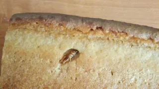 Магнитогорцы купили в "Магните" хлеб, внутри которого оказался мертвый таракан